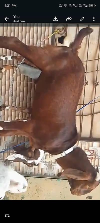 2 dant khasi bakra 2026 ki qurbani k liye