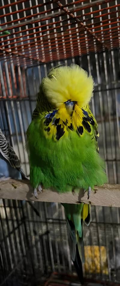 Exhibition Breeder Fertile Male