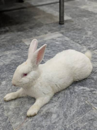 New Zealand rabbit for sale
