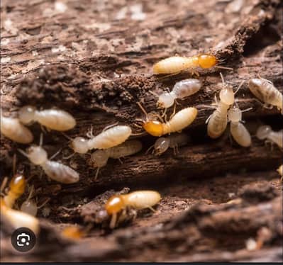 Fumigation Spray/Bed Bugs Spray/Termite Control /Deemak Control