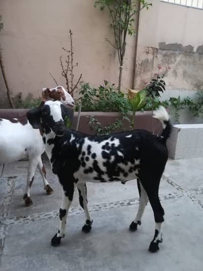 Goats for sale