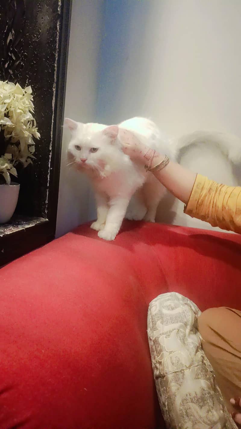 Persian cat 0