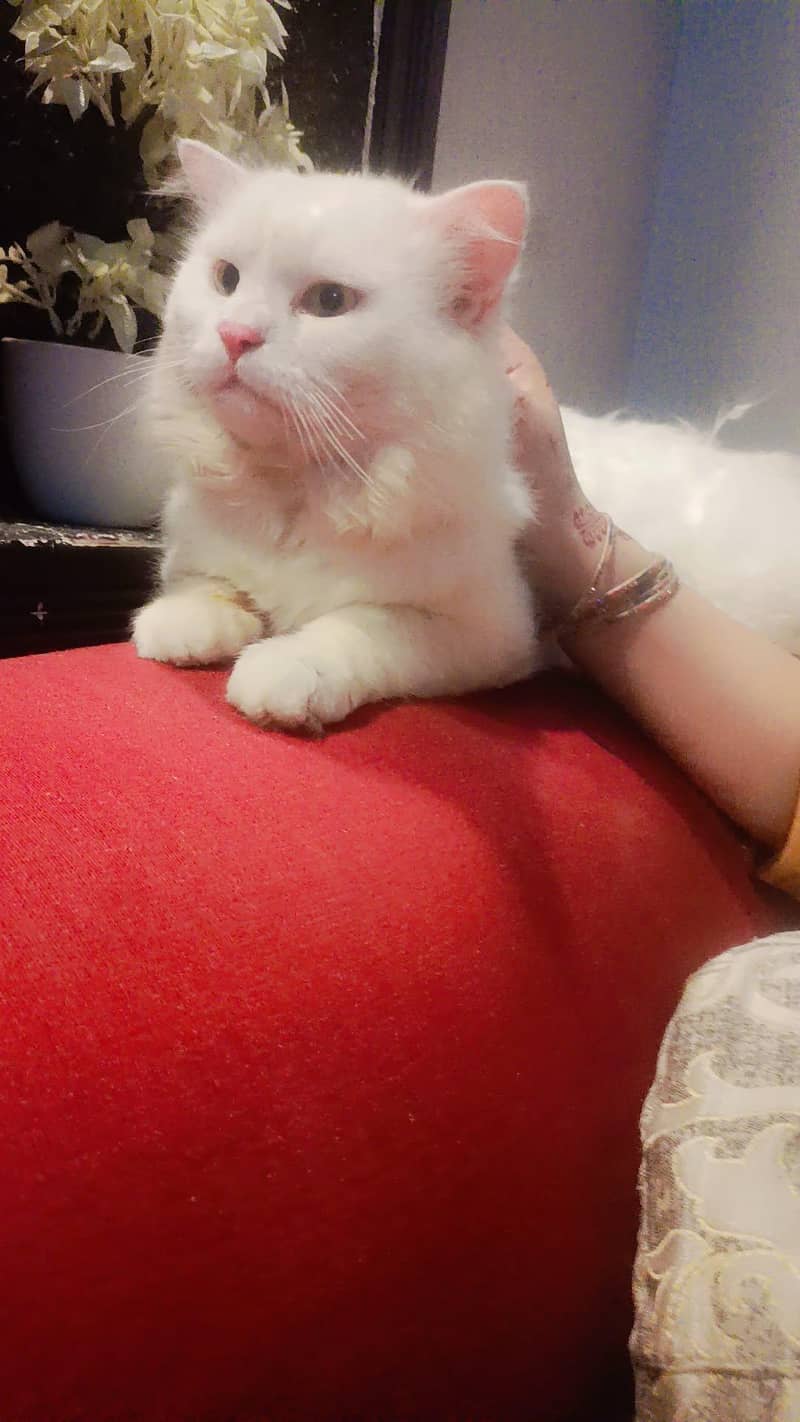 Persian cat 1