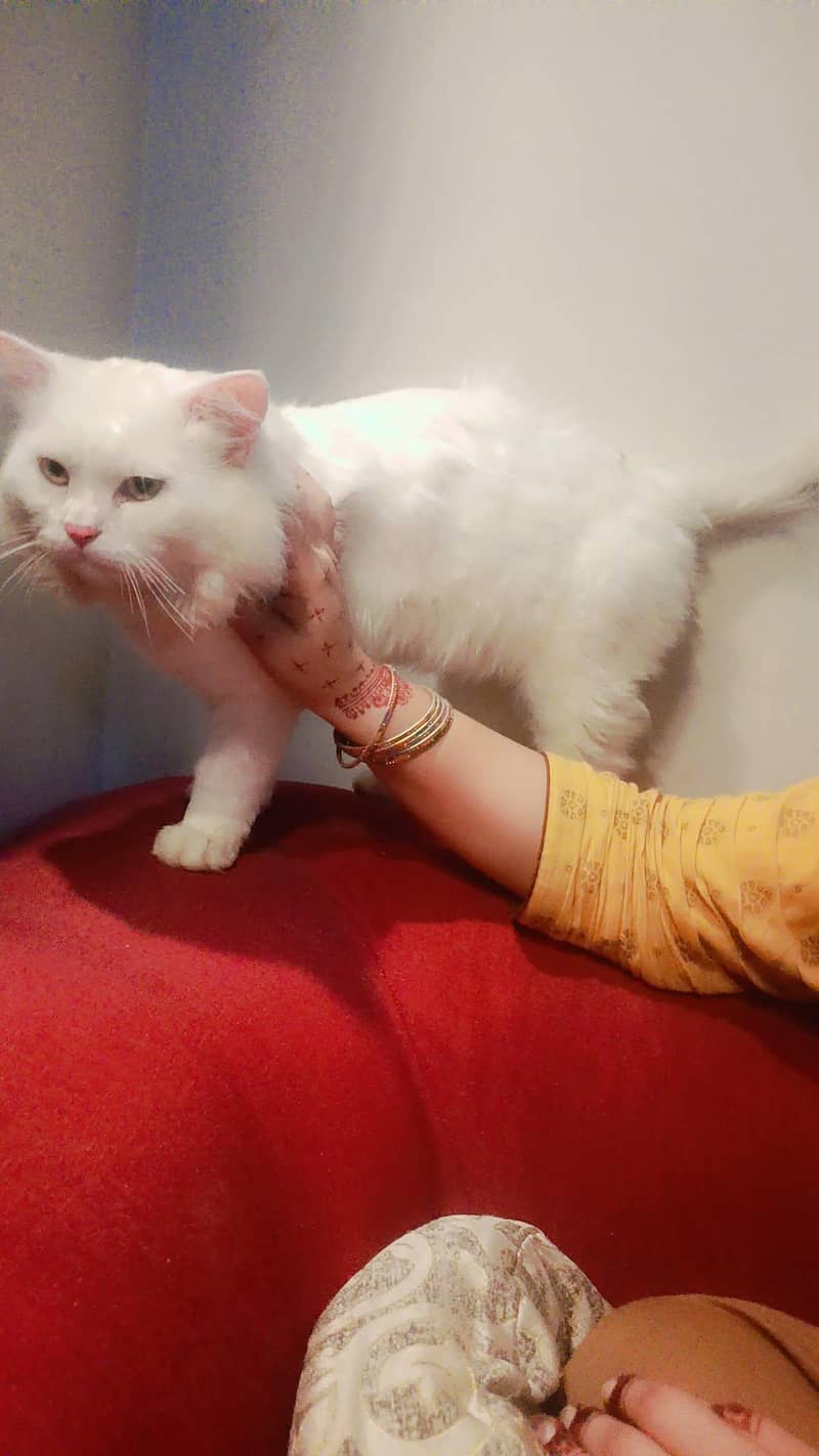 Persian cat 2