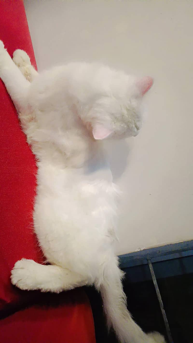 Persian cat 3