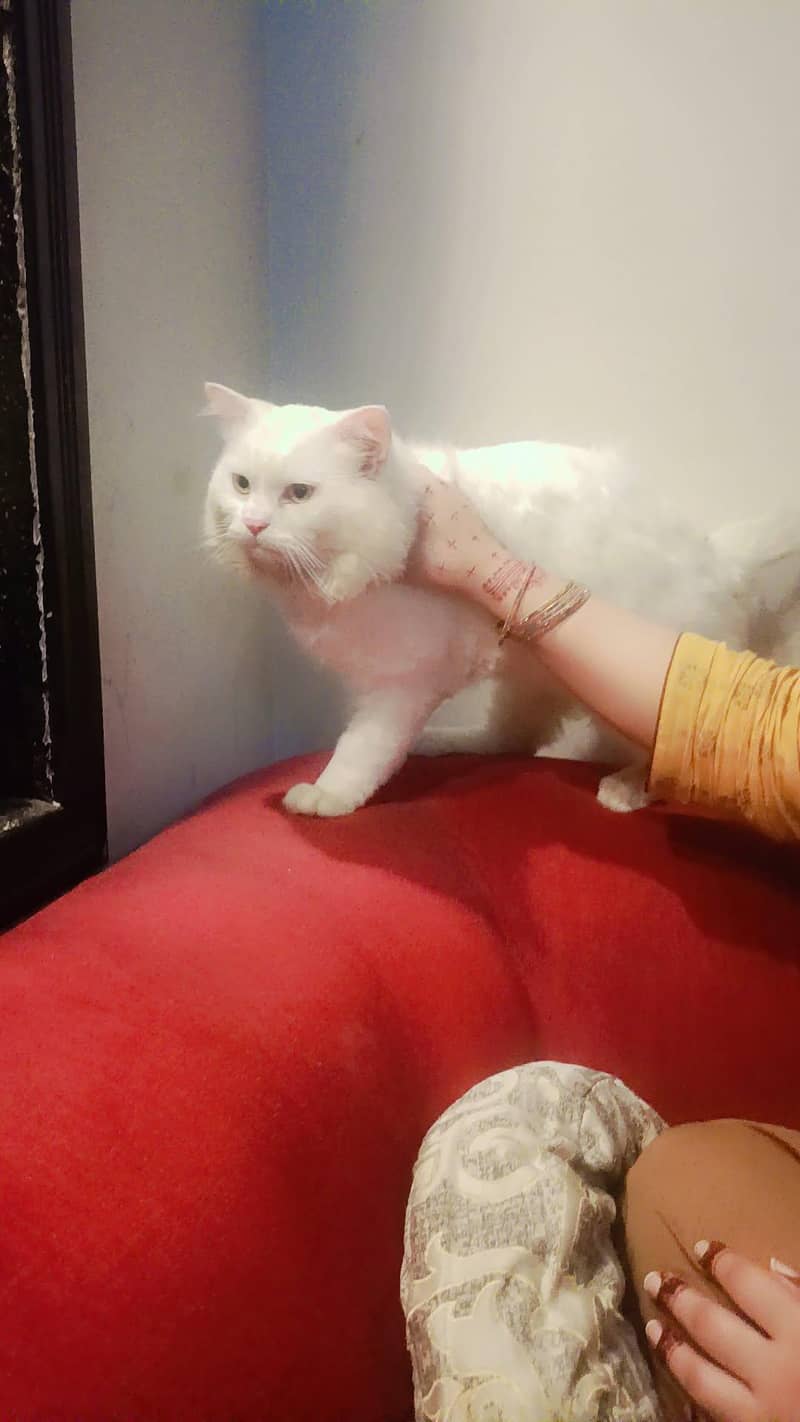 Persian cat 4