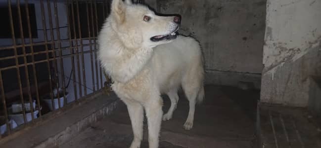 white husky