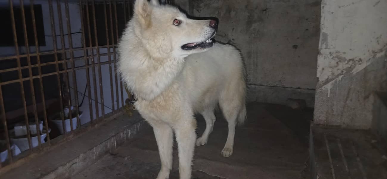white husky 0