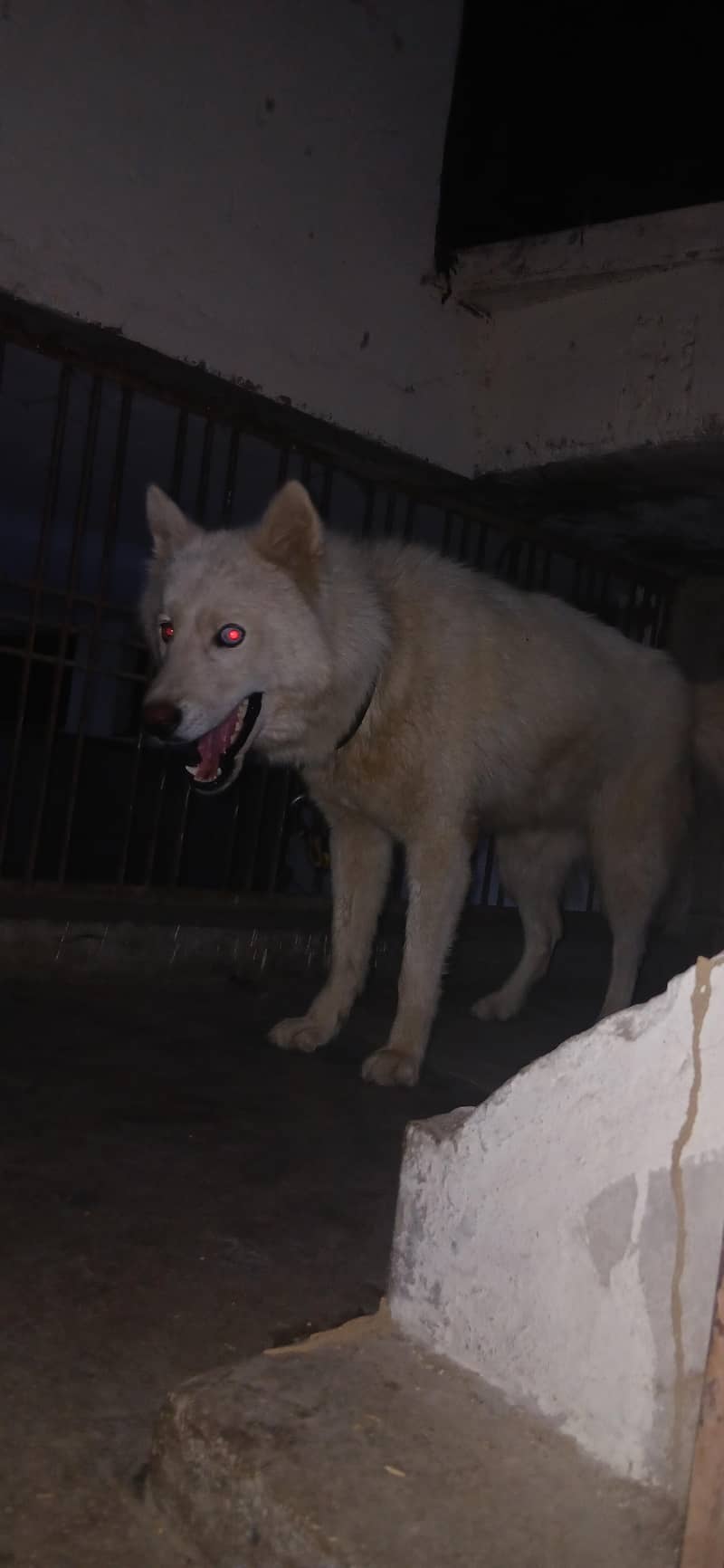 white husky 1