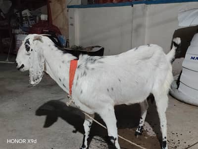 2.5 month gaban bakri