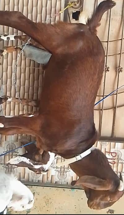 2 dant khasi bakra 2026 ki qurbani k liye