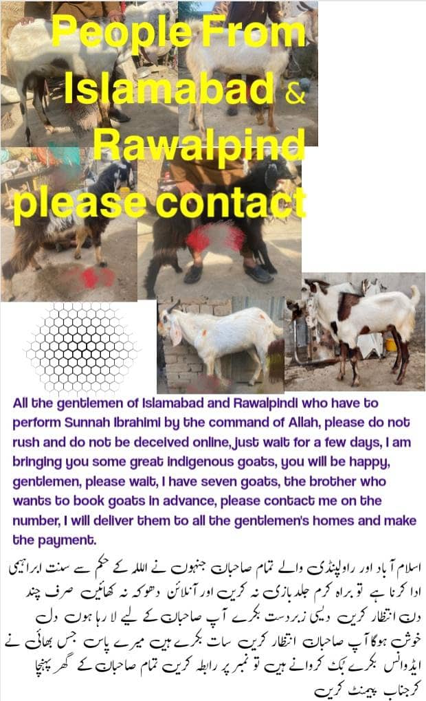 bakra 0