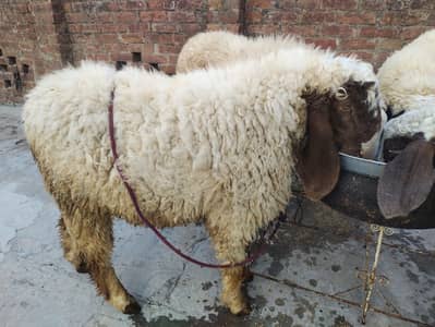 Desi 5 sheep heavyweight
