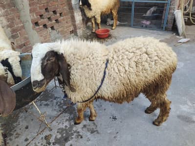 Desi 5 sheep heavyweight