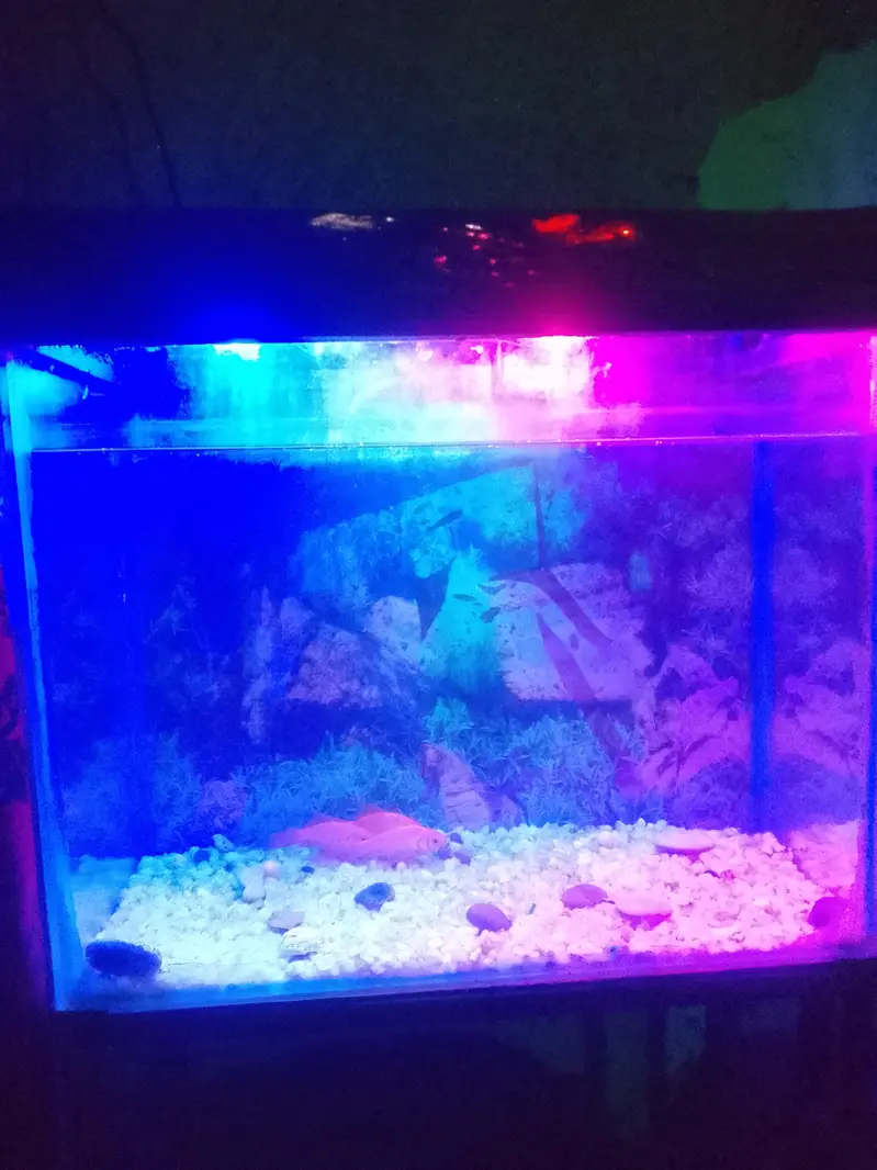 fish aquarium for urgent sale — photo 4