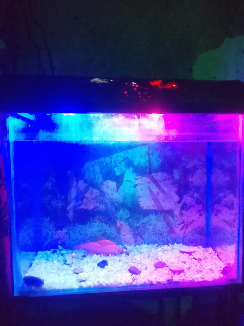 fish aquarium for urgent sale — photo 5
