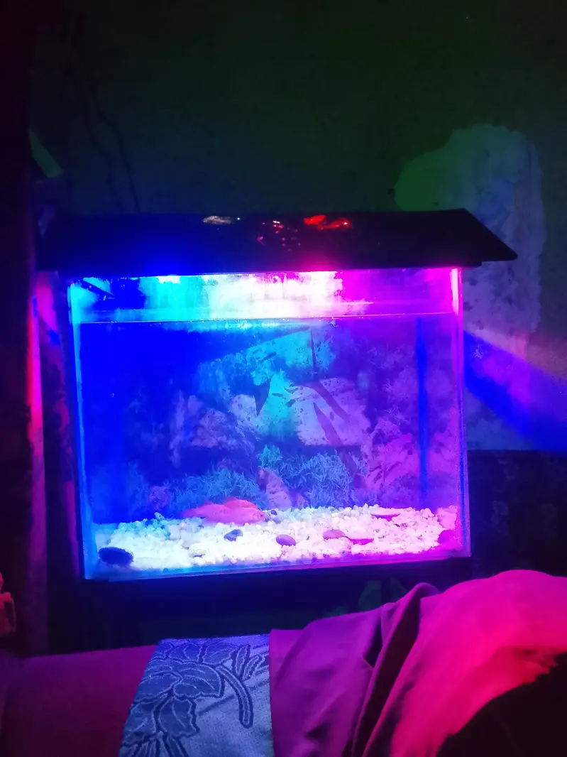 fish aquarium for urgent sale — photo 6
