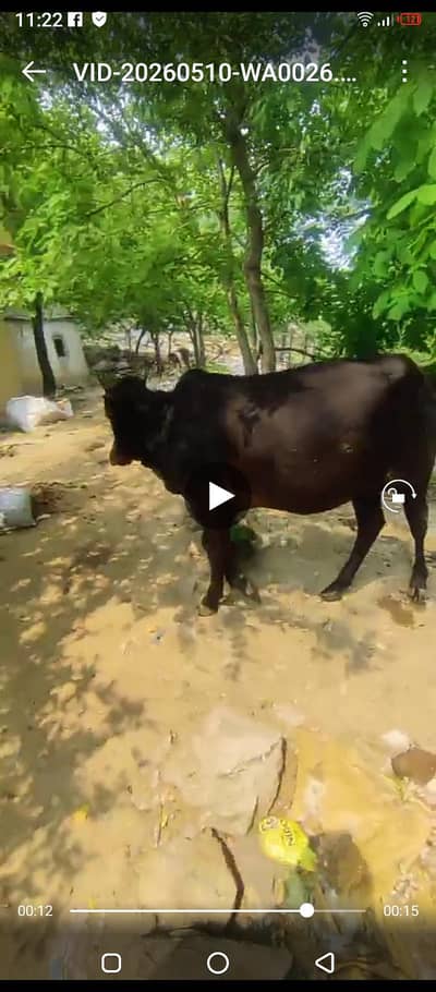 warra 2,5 mann 100 kg dmand 200000 age 27 month