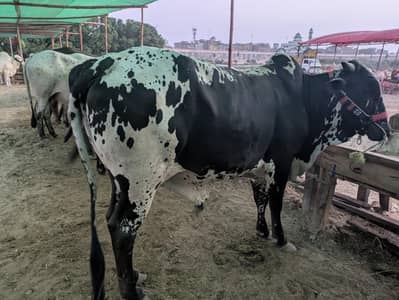 cow's for sell under 5.5 Lack