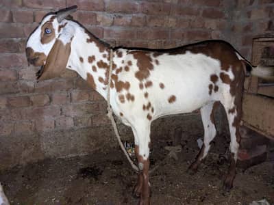 healthy male goat (Bakra ) for sale
