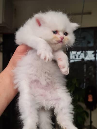 Persian kittens
