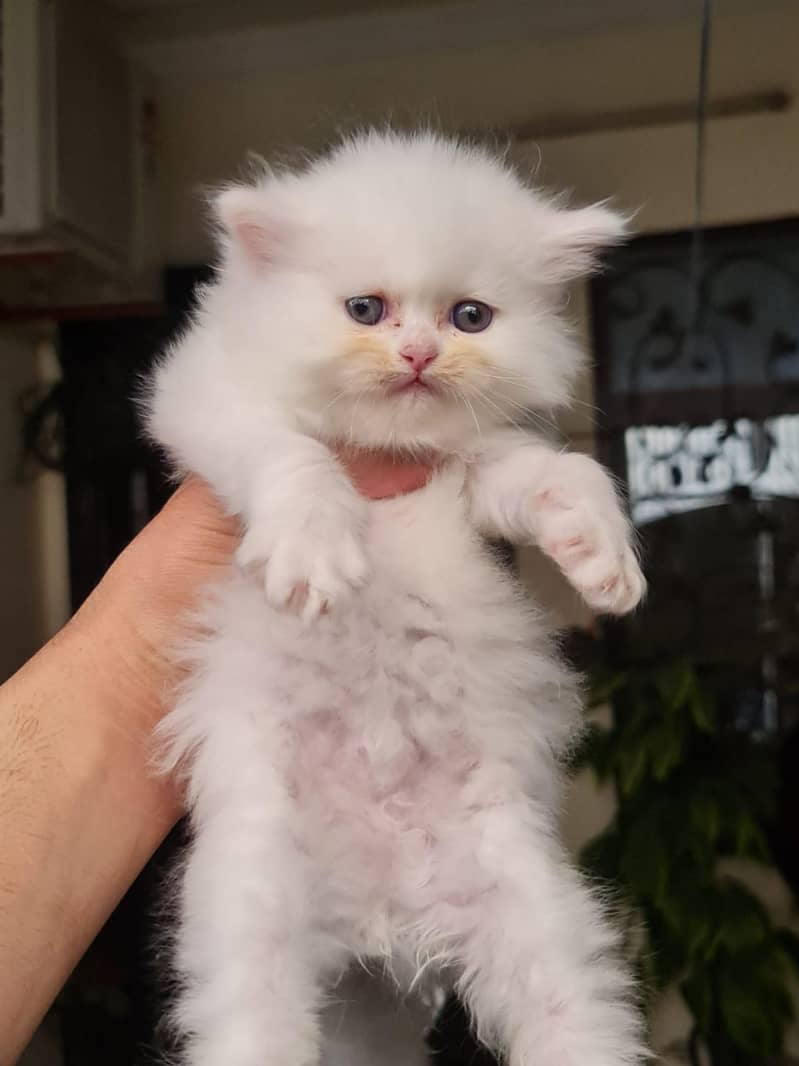 Persian kittens 1