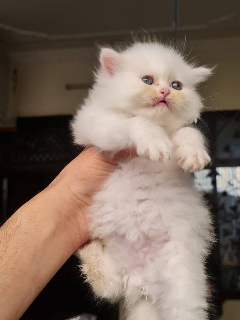 Persian kittens 2