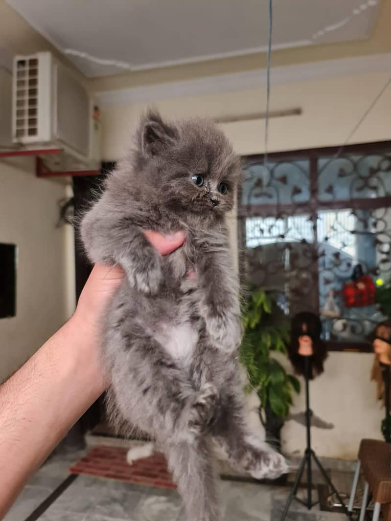 Persian kittens 3