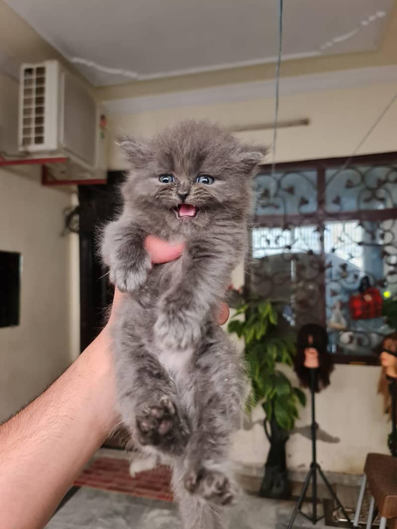 Persian kittens 4