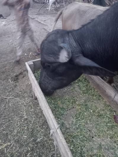 katta bachara sale for qurbani