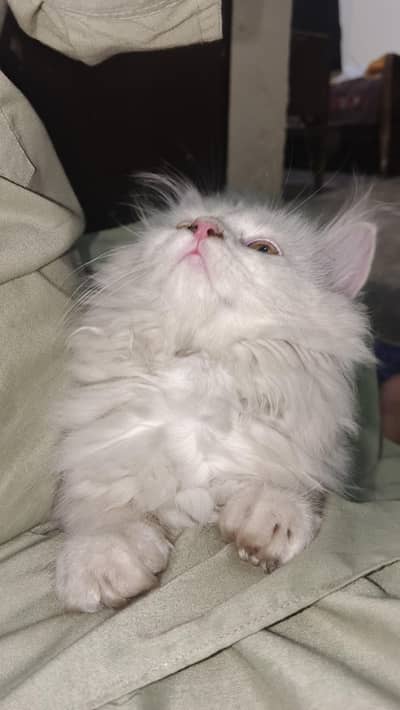 Persian cat for sale