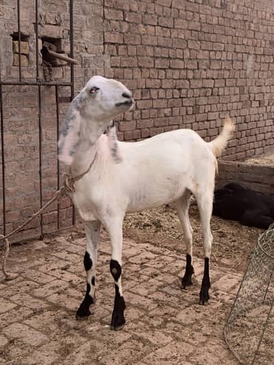 Full healthy and beautiful bakra for sale