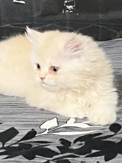 Super active kitten for sell