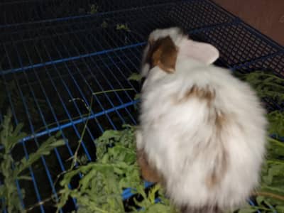 taddy bear drwaf buny