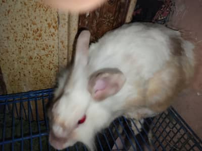 breeder pairs 5 hain