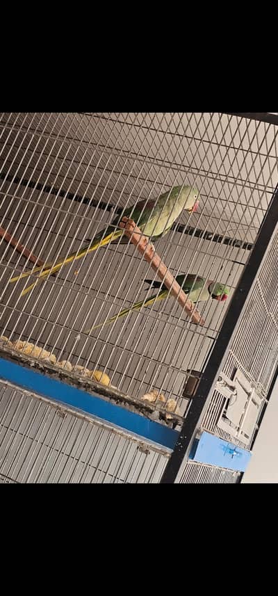 Raw Breeder Pair Looking for a New Shelter