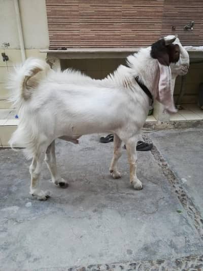 goat for sale Ghar ka paa hay Full healthy and active h