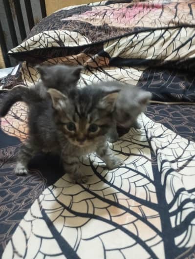 persion triple coat kittens for sale