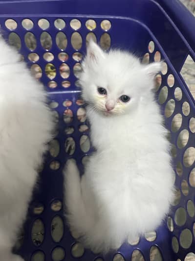 persian doll face kitten