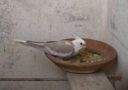 Cockatiel baby parrot