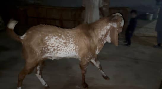Breeder up for sale