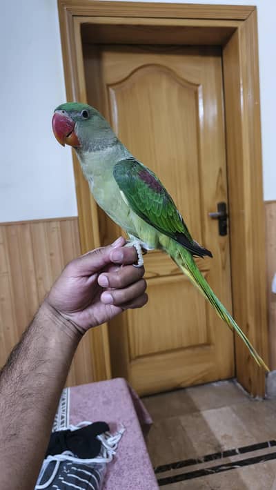raw parrot bacha