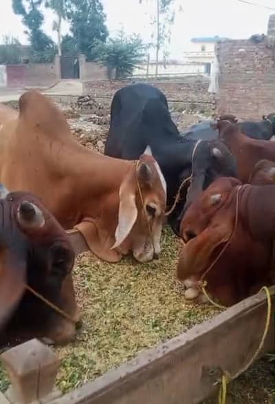 بیل بچھڑے دیسی خوراک سے پلے ہوئے خوبصورت اور صحت مند