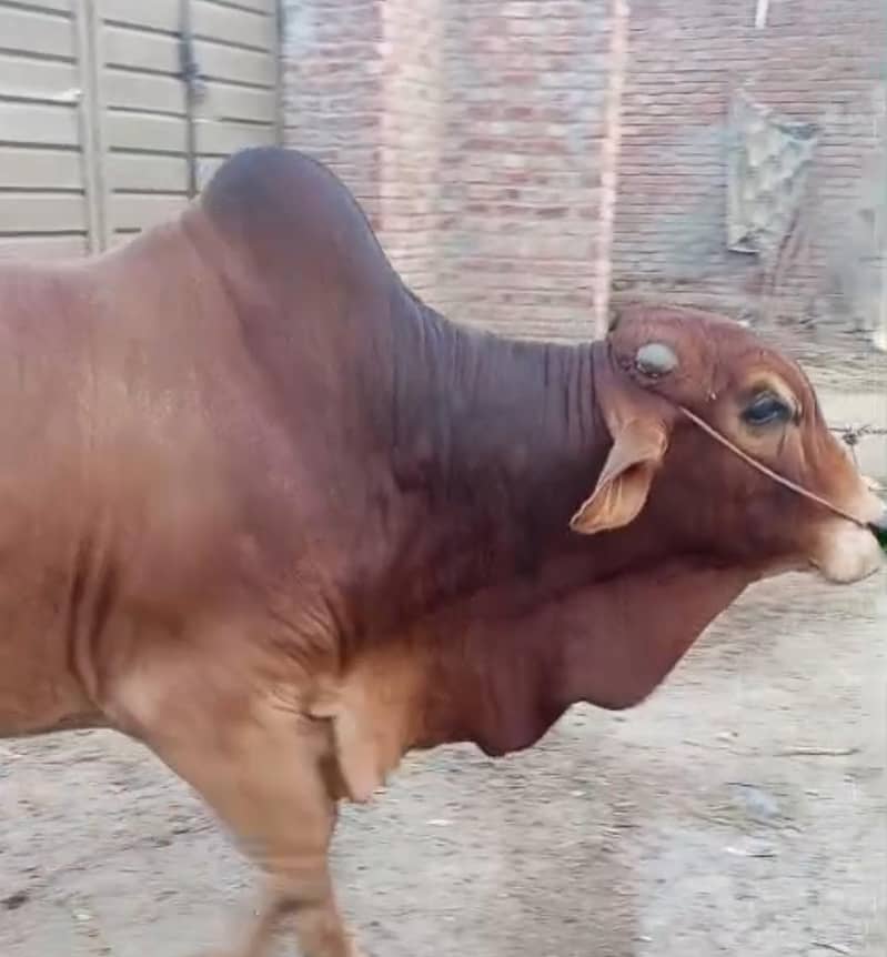 بیل بچھڑے دیسی خوراک سے پلے ہوئے خوبصورت اور صحت مند 2