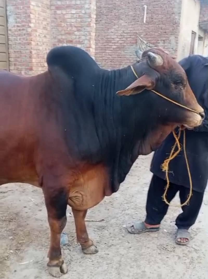 بیل بچھڑے دیسی خوراک سے پلے ہوئے خوبصورت اور صحت مند 5