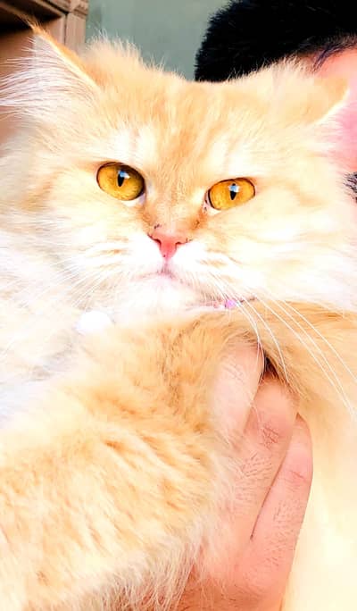 breeder persian female cat