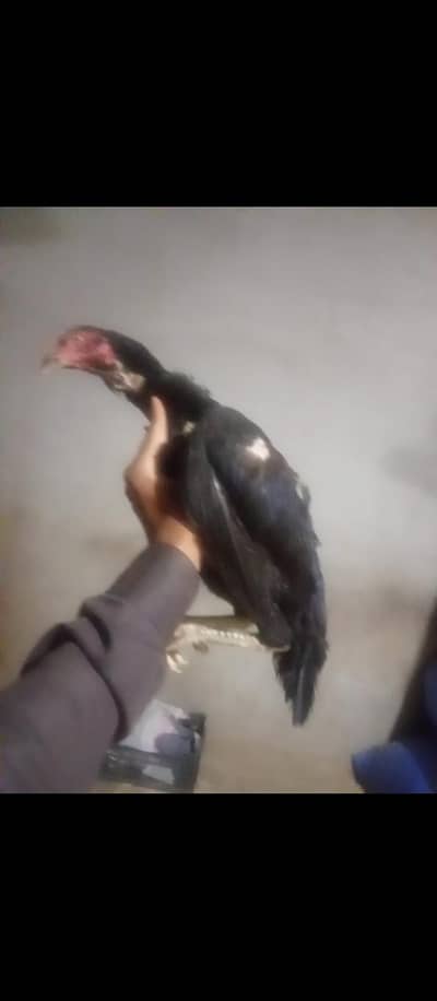 rata murga5000 Heera murga 10000heeri madi 5000 mushki madi 4000