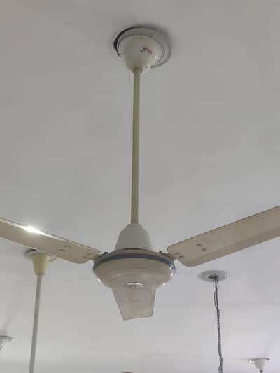 Royal fan in very lush comdition