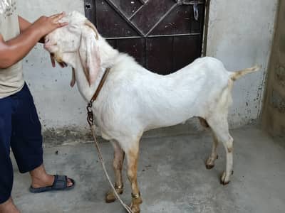Rajanpuri breeder Bakra or Dumba for sale.