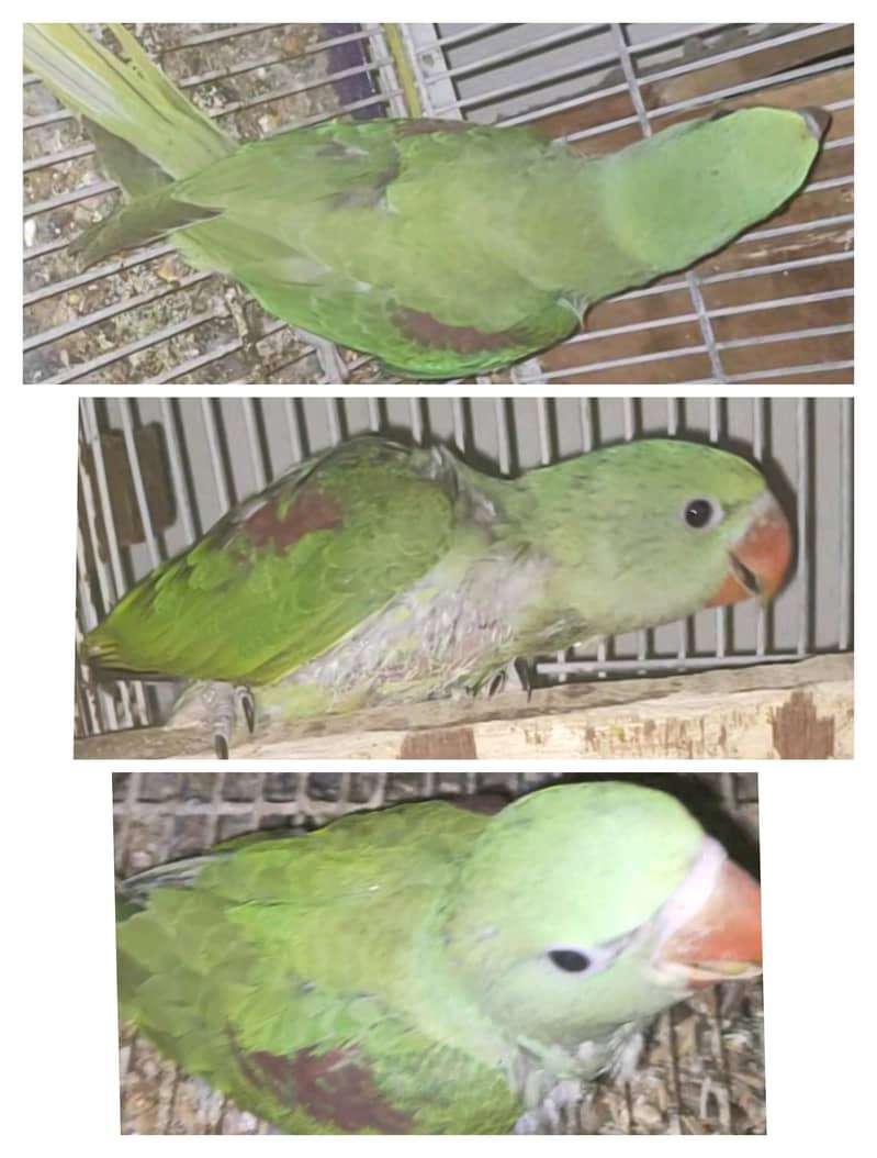 RAW PARROT CHICKS 0